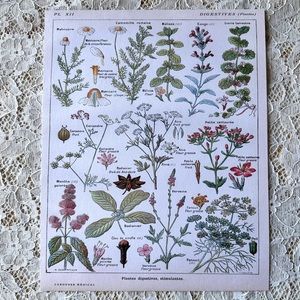 Vintage French Digestive Floral Chart Decor Print 8x10